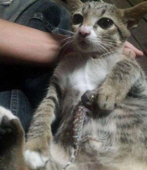 小猫贪玩被壁虎缠上 主人狂笑后它一脸绝望