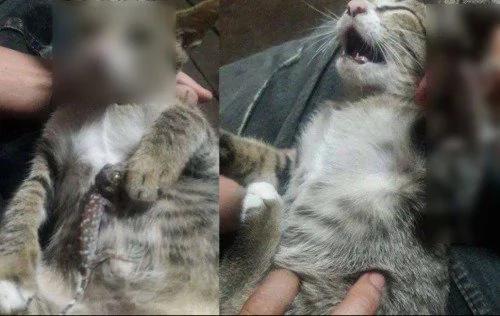 小猫贪玩被壁虎缠上 主人狂笑后它一脸绝望