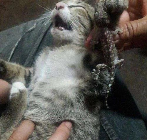 小猫贪玩被壁虎缠上 主人狂笑后它一脸绝望