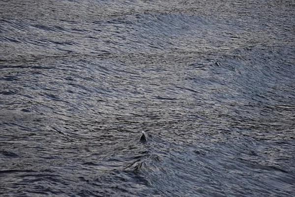 游客拍到疑似尼斯湖水怪 今年“现身”达9次