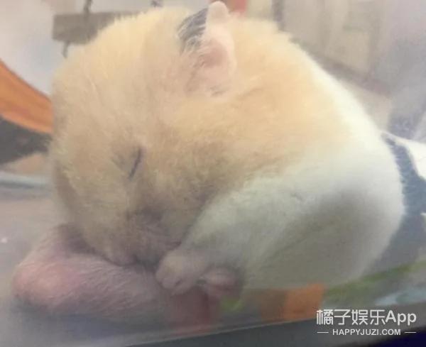 超萌鼠宝宝自备枕头 舒服的睡到不醒鼠事