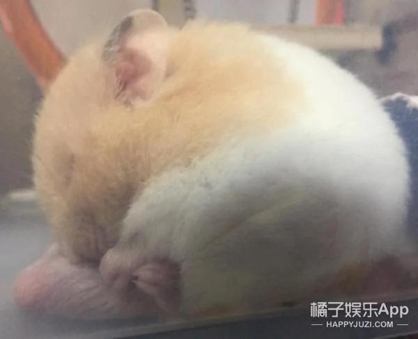超萌鼠宝宝自备枕头 舒服的睡到不醒鼠事