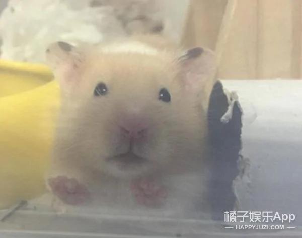 超萌鼠宝宝自备枕头 舒服的睡到不醒鼠事