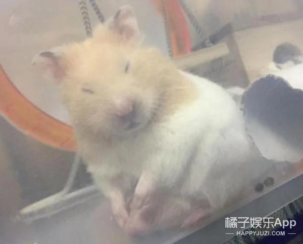 超萌鼠宝宝自备枕头 舒服的睡到不醒鼠事