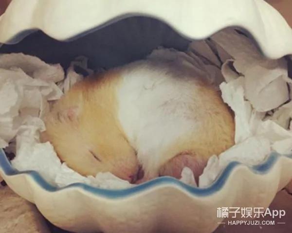 超萌鼠宝宝自备枕头 舒服的睡到不醒鼠事