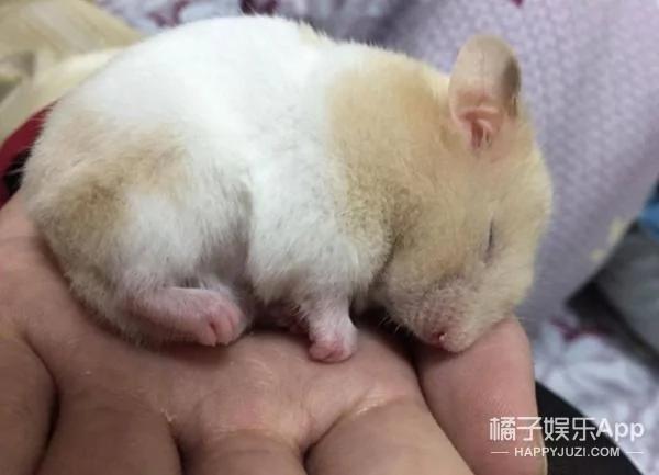 超萌鼠宝宝自备枕头 舒服的睡到不醒鼠事
