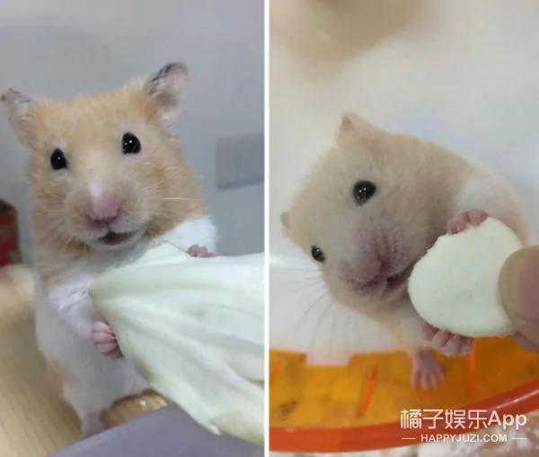 超萌鼠宝宝自备枕头 舒服的睡到不醒鼠事