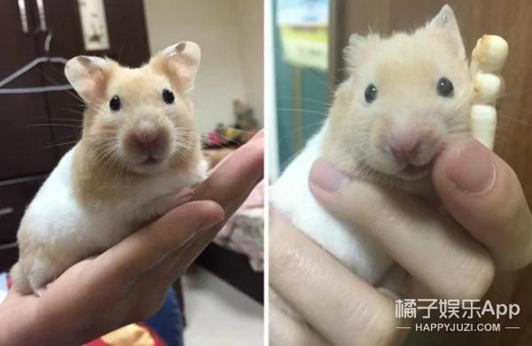 超萌鼠宝宝自备枕头 舒服的睡到不醒鼠事