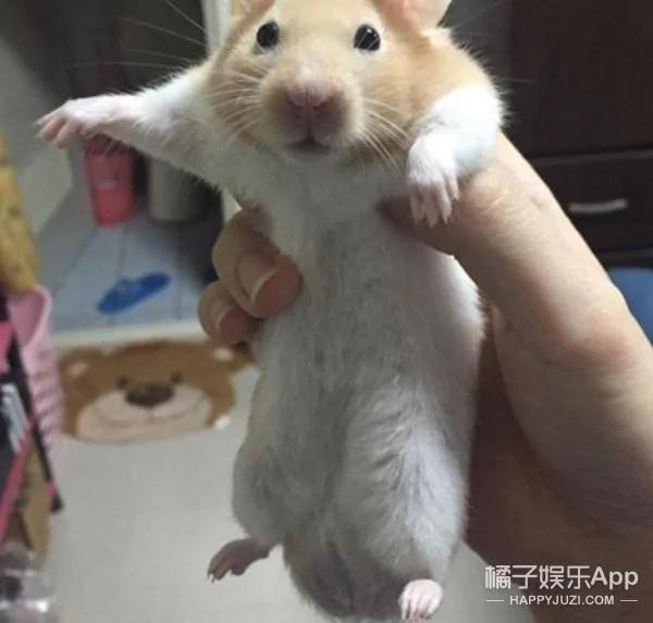 超萌鼠宝宝自备枕头 舒服的睡到不醒鼠事