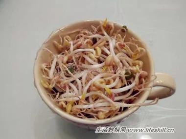 马克杯生豆芽 轻松做出韩式豆芽菜