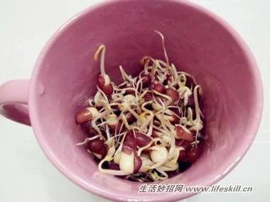 马克杯生豆芽 轻松做出韩式豆芽菜