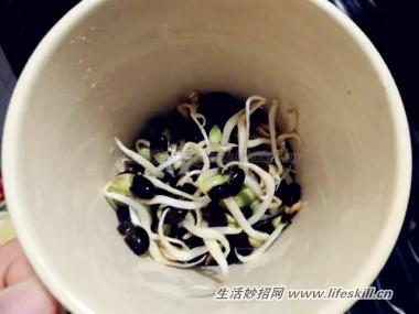 马克杯生豆芽 轻松做出韩式豆芽菜