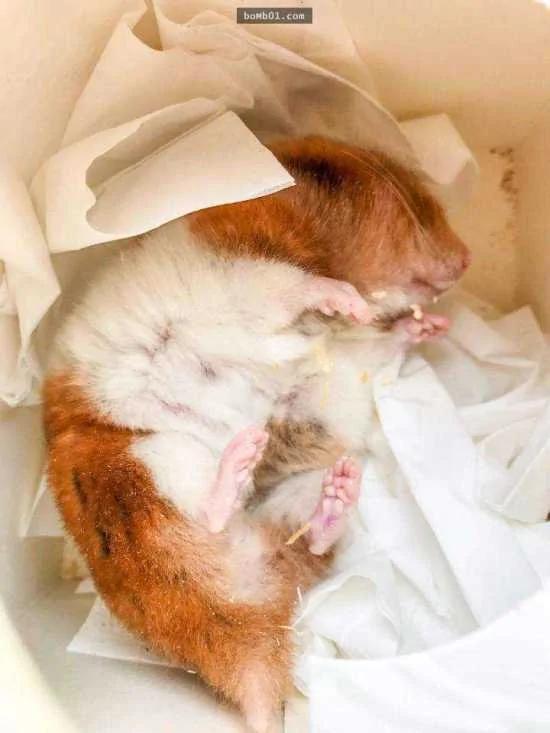 仓鼠假死的秘密!很多饲主不知道牠其实只是在冬眠