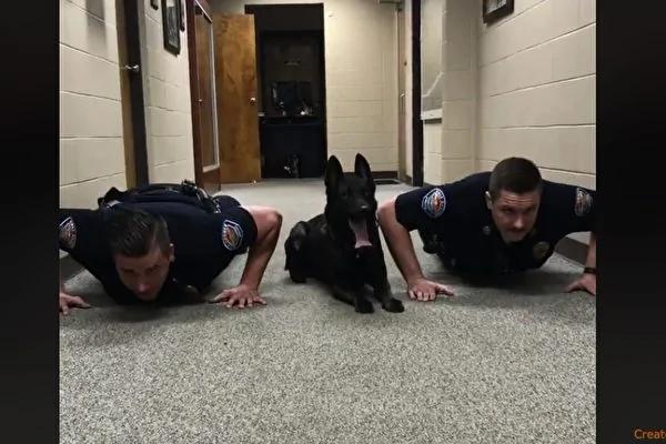 美警犬出勤前做俯卧撑逗趣模样网友笑翻