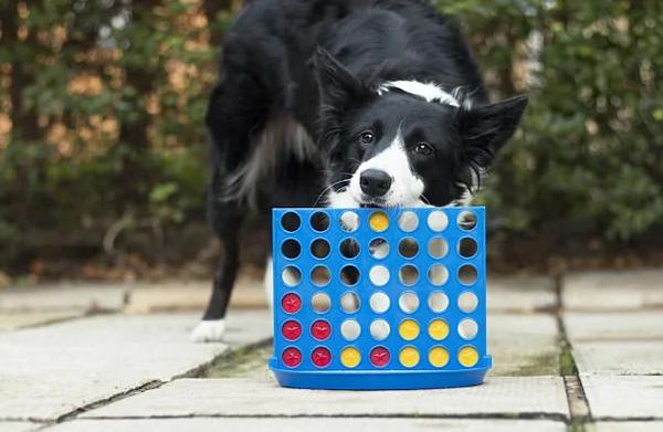 英国一聪明牧羊犬玩四子棋打败主人