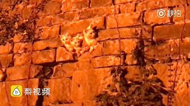 4只猫穴居600年历史明城墙 网友:“小奶猫太可爱了!”