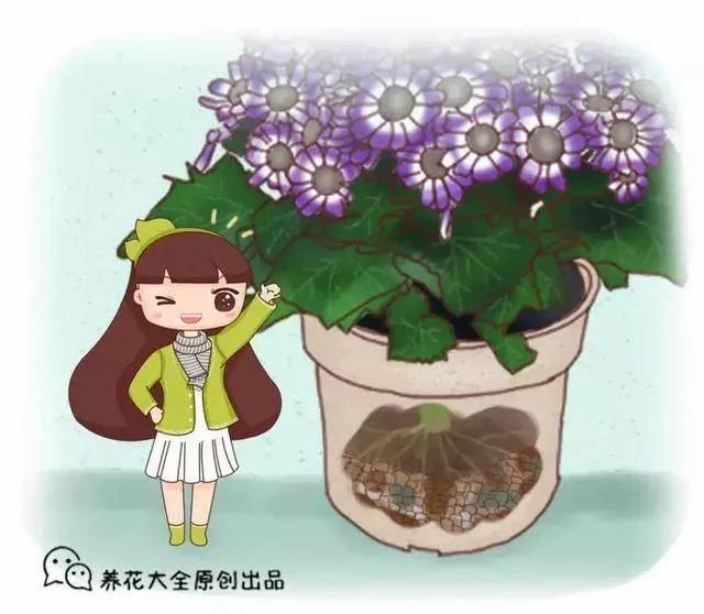 养花最怕烂根了 来一把它 根部长得都要撑破盆