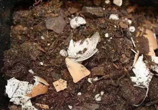 养花最怕烂根了 来一把它 根部长得都要撑破盆