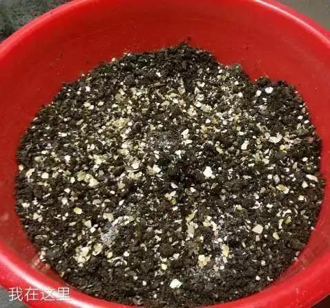 养花最怕烂根了 来一把它 根部长得都要撑破盆