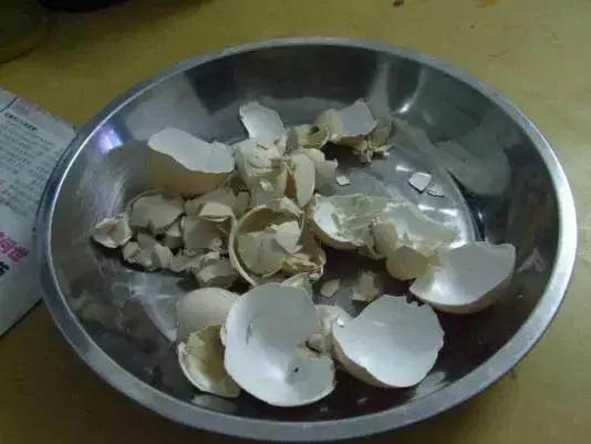 养花最怕烂根了 来一把它 根部长得都要撑破盆