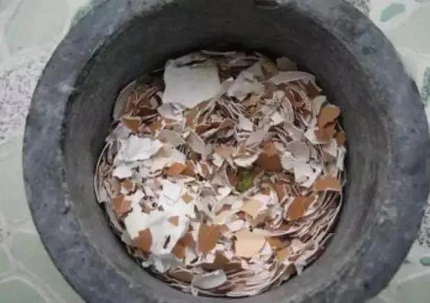 养花最怕烂根了 来一把它 根部长得都要撑破盆