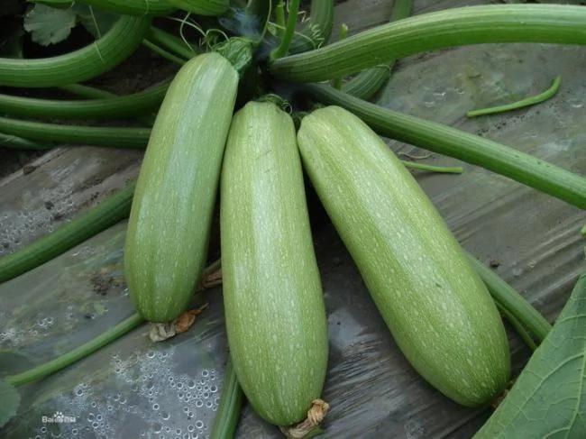 家家户户在吃的3种蔬菜 其实是致病高手