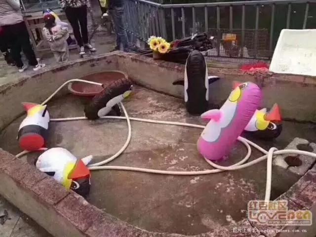 没眼看!广西这家动物园要逆天 画风清奇笑哭网友