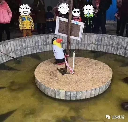 没眼看!广西这家动物园要逆天 画风清奇笑哭网友