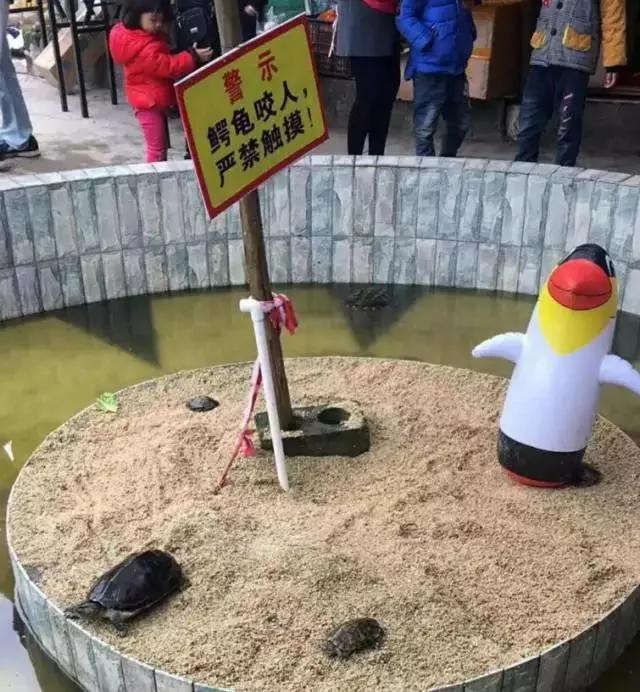 没眼看!广西这家动物园要逆天 画风清奇笑哭网友