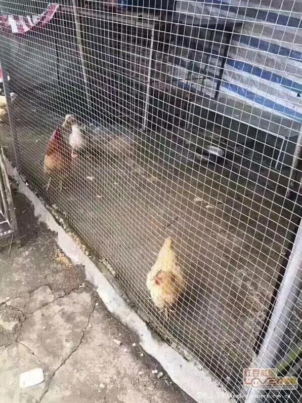 没眼看!广西这家动物园要逆天 画风清奇笑哭网友