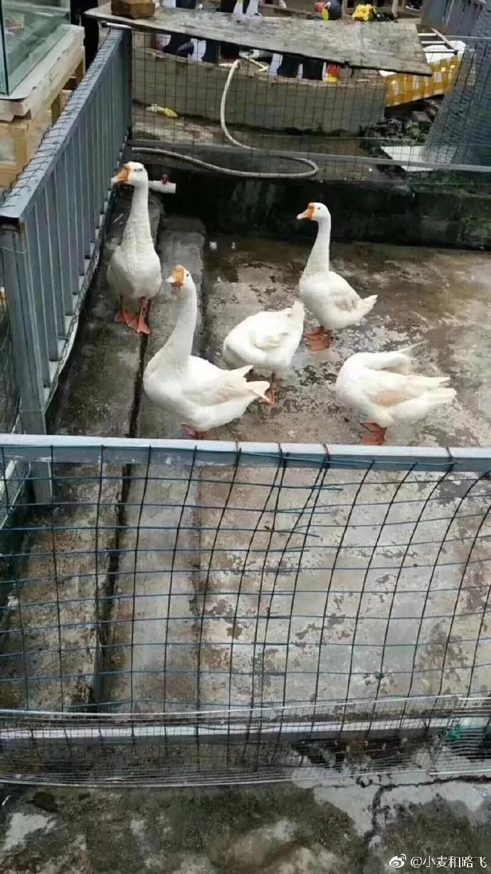 没眼看!广西这家动物园要逆天 画风清奇笑哭网友