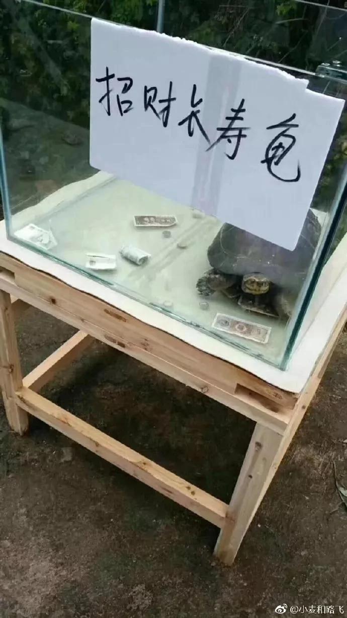 没眼看!广西这家动物园要逆天 画风清奇笑哭网友