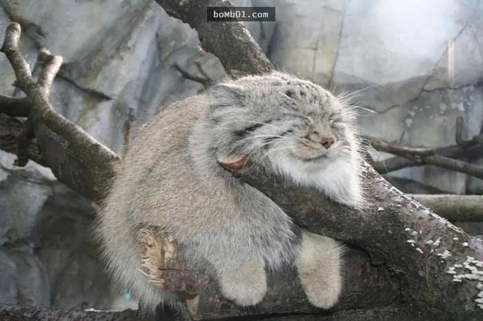 这个罕见生物就是“世上表情最有戏的猫”!