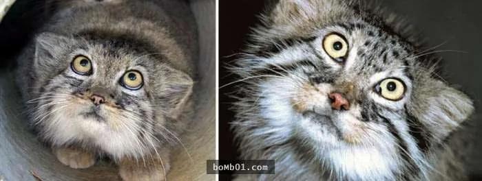 这个罕见生物就是“世上表情最有戏的猫”!