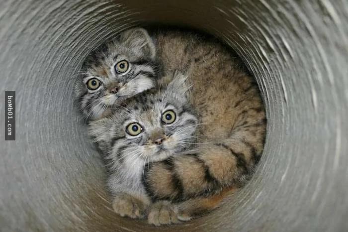 这个罕见生物就是“世上表情最有戏的猫”!