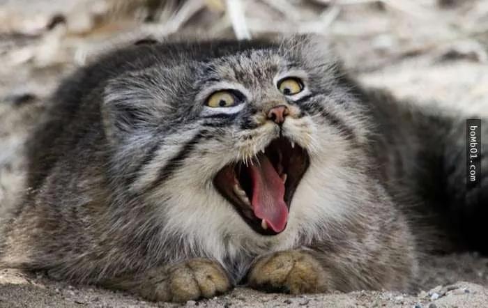 这个罕见生物就是“世上表情最有戏的猫”!