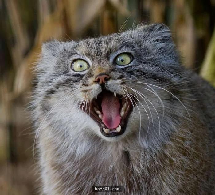 这个罕见生物就是“世上表情最有戏的猫”!