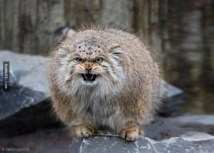 这个罕见生物就是“世上表情最有戏的猫”!