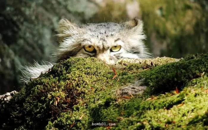 这个罕见生物就是“世上表情最有戏的猫”!