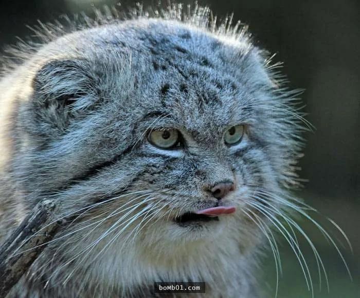 这个罕见生物就是“世上表情最有戏的猫”!