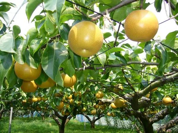 冬季气血不足 推荐7道补血食疗