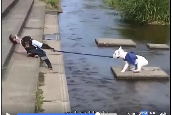 (视频)小猩猩狂拉小狗过河 小狗抵死不从 最后…皆大欢喜!