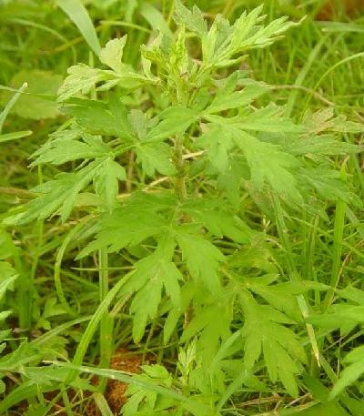 鸡蛋和它一起煮 治胃炎有奇效 养好胃病防胃癌!