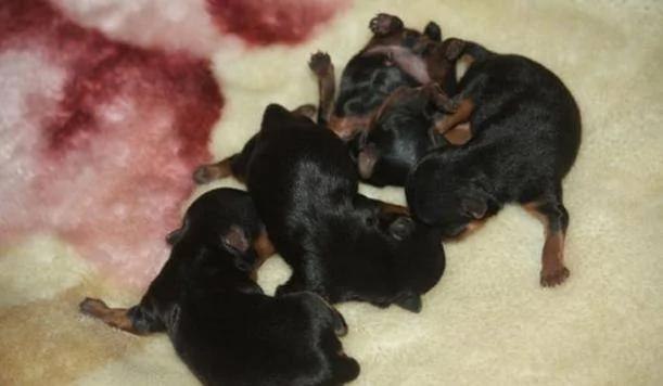 茶杯犬很可爱萌萌哒 看了养育过程 你还买吗?