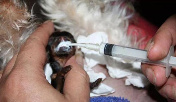 茶杯犬很可爱萌萌哒 看了养育过程 你还买吗?