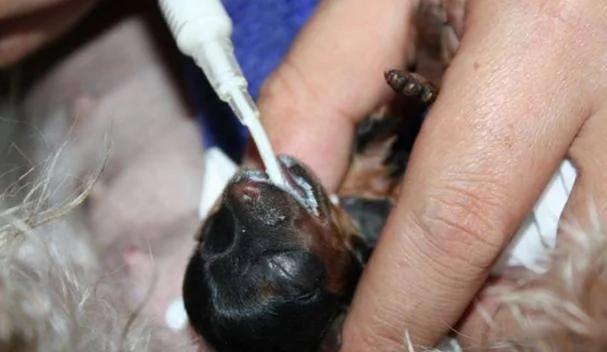 茶杯犬很可爱萌萌哒 看了养育过程 你还买吗?