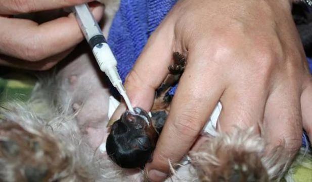 茶杯犬很可爱萌萌哒 看了养育过程 你还买吗?