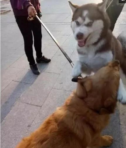 哈士奇街头挑衅金毛 最后的结局尴尬了