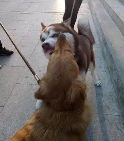 哈士奇街头挑衅金毛 最后的结局尴尬了