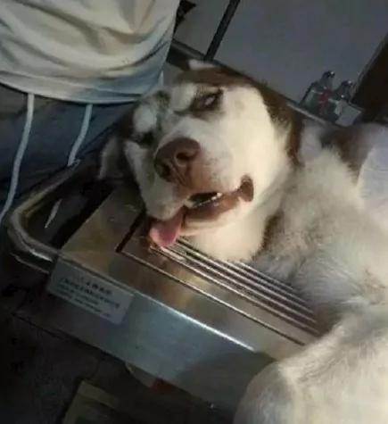 哈士奇街头挑衅金毛 最后的结局尴尬了